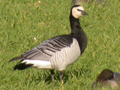 Barnacle Goose